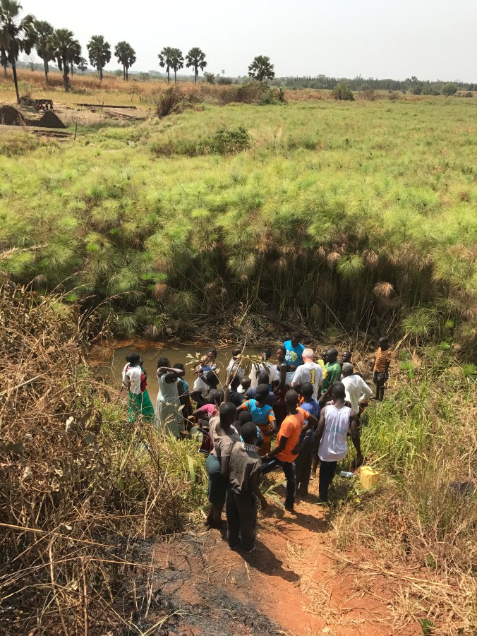 Papyrus Cleared for Baptisms near the Nile